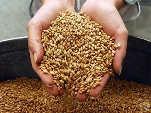 Україна пропонує ООН розмістити на своїй території світовий резерв продовольчого зерна