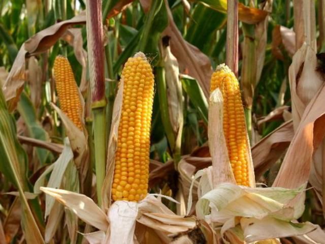 Україна збере рекордний урожай кукурудзи