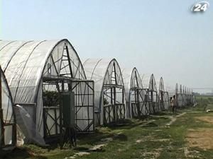Аграриям дадут дешевый газ и электроэнергию под теплицы Аграриям дадут дешевый газ и электроэнергию под теплицы