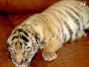 У Ялтинському зоопарку смугасте поповнення У Ялтинському зоопарку смугасте поповнення