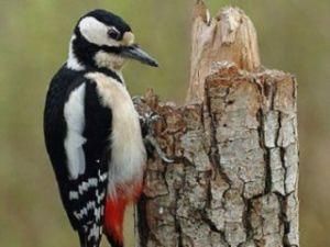 Американку оштрафували за те, що хотіла врятувати дятла Американку оштрафували за те, що хотіла врятувати дятла