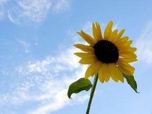 В суботу буде сухо та сонячно В суботу буде сухо та сонячно