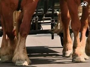 У Брюсселі сміття вивозять не сміттєвози, а коні У Брюсселі сміття вивозять не сміттєвози, а коні