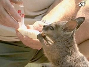 Кенгуренку Фродо сумка заменила родную мать Кенгуренку Фродо сумка заменила родную мать