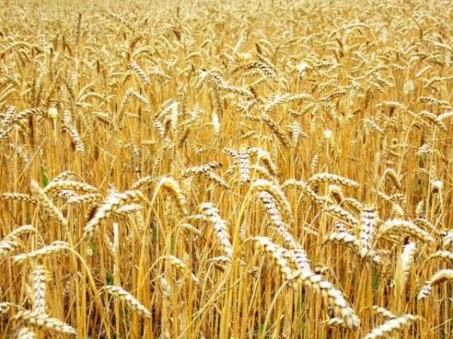 У Китаї очікується багатий урожай пшениці