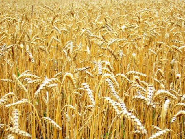 В Китае ожидается богатый урожай пшеницы