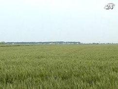 Площі під посіви в Київській області збільшать на 30%