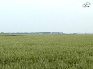 Площади под посевы в Киевской области увеличат на 30% Площади под посевы в Киевской области увеличат на 30%