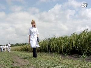 Уряд ввів цінове регулювання на овес, просо і горох Уряд ввів цінове регулювання на овес, просо і горох