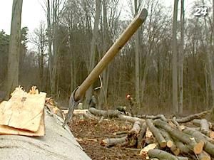 Украина треть древесины продает через офшор