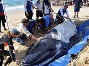 В Австралії врятований кит знову викинувся на берег, тепер його присиплять