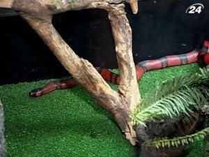 Одесса: в зоопарке поймали змею, которая сбежала полтора года назад Одесса: в зоопарке поймали змею, которая сбежала полтора года назад