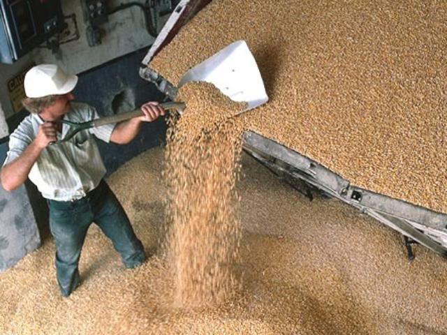 Азаров: Украина может продать 24 млн тонн зерна