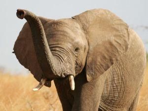 На Шрі-Ланці проведуть перепис слонів На Шрі-Ланці проведуть перепис слонів