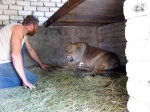 Левиця, яка живе у клітці з чоловіком, народила дитинчат