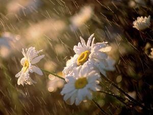 В воскресенье в некоторых регионах страны пройдут дожди В воскресенье в некоторых регионах страны пройдут дожди