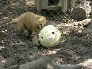 В Киевском зоопарке развлекали непоседливых носух В Киевском зоопарке развлекали непоседливых носух
