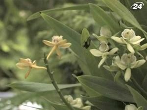 В ботаническом саду собраны орхидеи со всей Мексики В ботаническом саду собраны орхидеи со всей Мексики