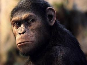 "Повстання планети мавп" утримало лідерство у американському прокаті "Повстання планети мавп" утримало лідерство у американському прокаті