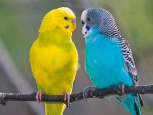 За крадіжку папуги — 9 місяців колонії За крадіжку папуги — 9 місяців колонії