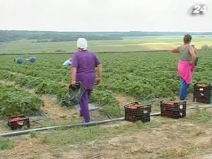 Польща готова найняти 150 тисяч українців на роботу Польща готова найняти 150 тисяч українців на роботу