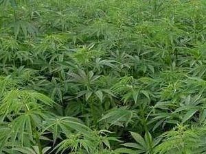 СБУ знищила майже тонну марихуани на Житомирщині