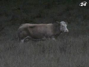 У Німеччині шукають корову-втікачку У Німеччині шукають корову-втікачку