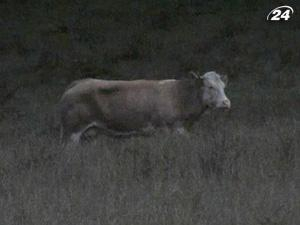 В Германии ищут корову-беглянку 