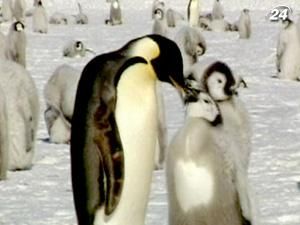 Популяція пінгвінів скорочується через забруднену екосистему Популяція пінгвінів скорочується через забруднену екосистему