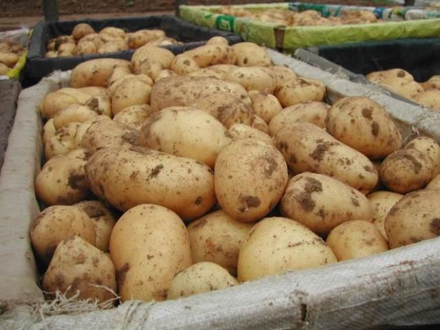 Беларусь готова продать картофель в Россию 