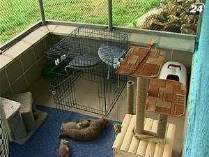Вінничанка відкрила готель для тварин у себе на подвір'ї