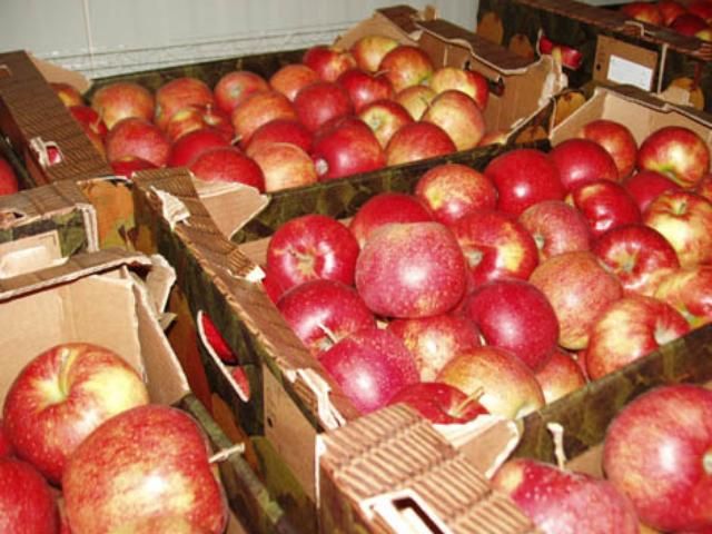 Переработчики повысили цены на яблоки 