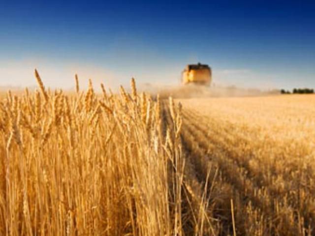 Українські селяни завершили збирати зернові