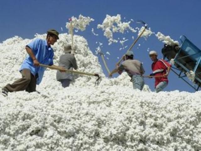 Таджикистан планирует увеличить экспорт хлопка Таджикистан планирует увеличить экспорт хлопка