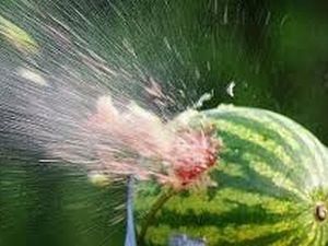 З iPhone визначатимуть чи стиглий кавун З iPhone визначатимуть чи стиглий кавун