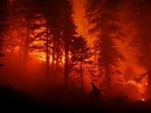 В Греции пожар уничтожил пять тысяч гектаров леса 