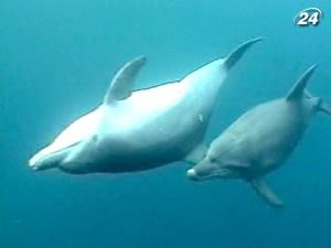 Дельфіни ледь не стали частиною військ США