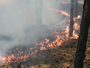 Херсонщина: Сгорело 20 гектаров Черноморского заповедника