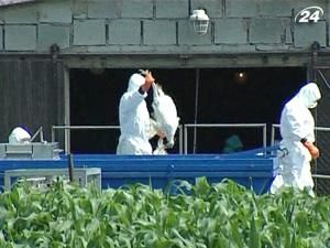 Фахівці ООН: пташиний грип може повернутись Фахівці ООН: пташиний грип може повернутись