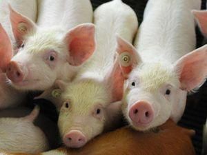 У Росії поросята гуляли міністерством освіти У Росії поросята гуляли міністерством освіти