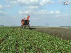 Виробництво цукру в Європі наступного року стане рекордним