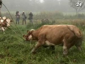 Найвідомішу корову-втікачку в Німеччині нарешті зловили