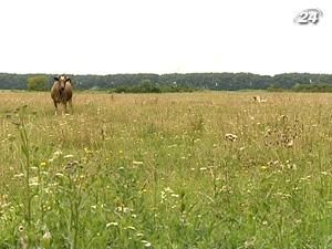 Закопроект "О рынке земли" защищает большие агрохолдинги Закопроект "О рынке земли" защищает большие агрохолдинги