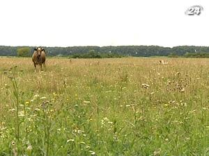 Закопроект "О рынке земли" защищает большие агрохолдинги