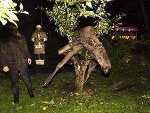У Швеції п'яний лось застряг на дереві