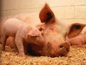 В Миргороде устроят праздник свинины