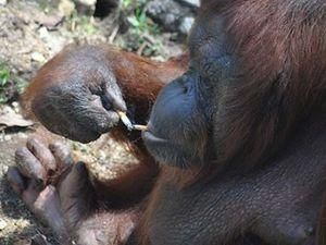 Обезьяну-курильщика учат бросить пагубную привычку Обезьяну-курильщика учат бросить пагубную привычку