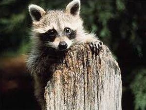 В России мужчина погиб во время охоты на енота В России мужчина погиб во время охоты на енота