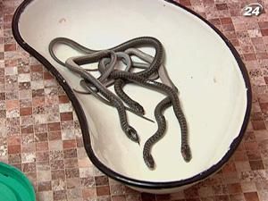 У дитсадочку виявили зміїне гніздо У дитсадочку виявили зміїне гніздо