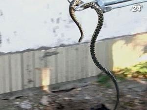 В Днепропетровске змеи избрали для зимовки "Мерседес" В Днепропетровске змеи избрали для зимовки "Мерседес"